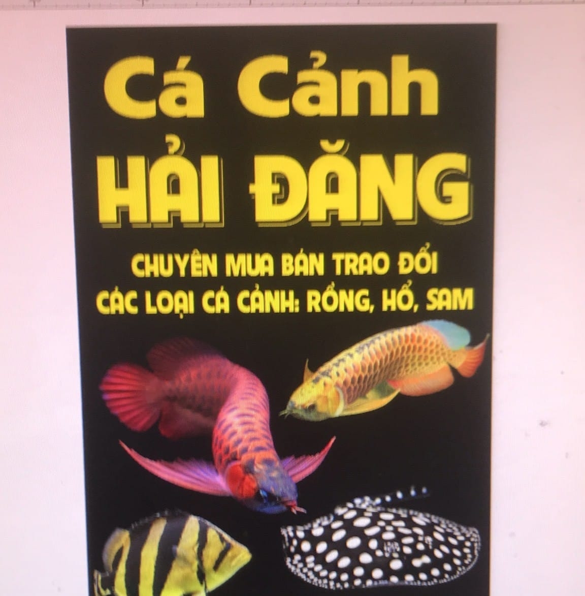 Cá Cảnh Hải Đăng Quận 9