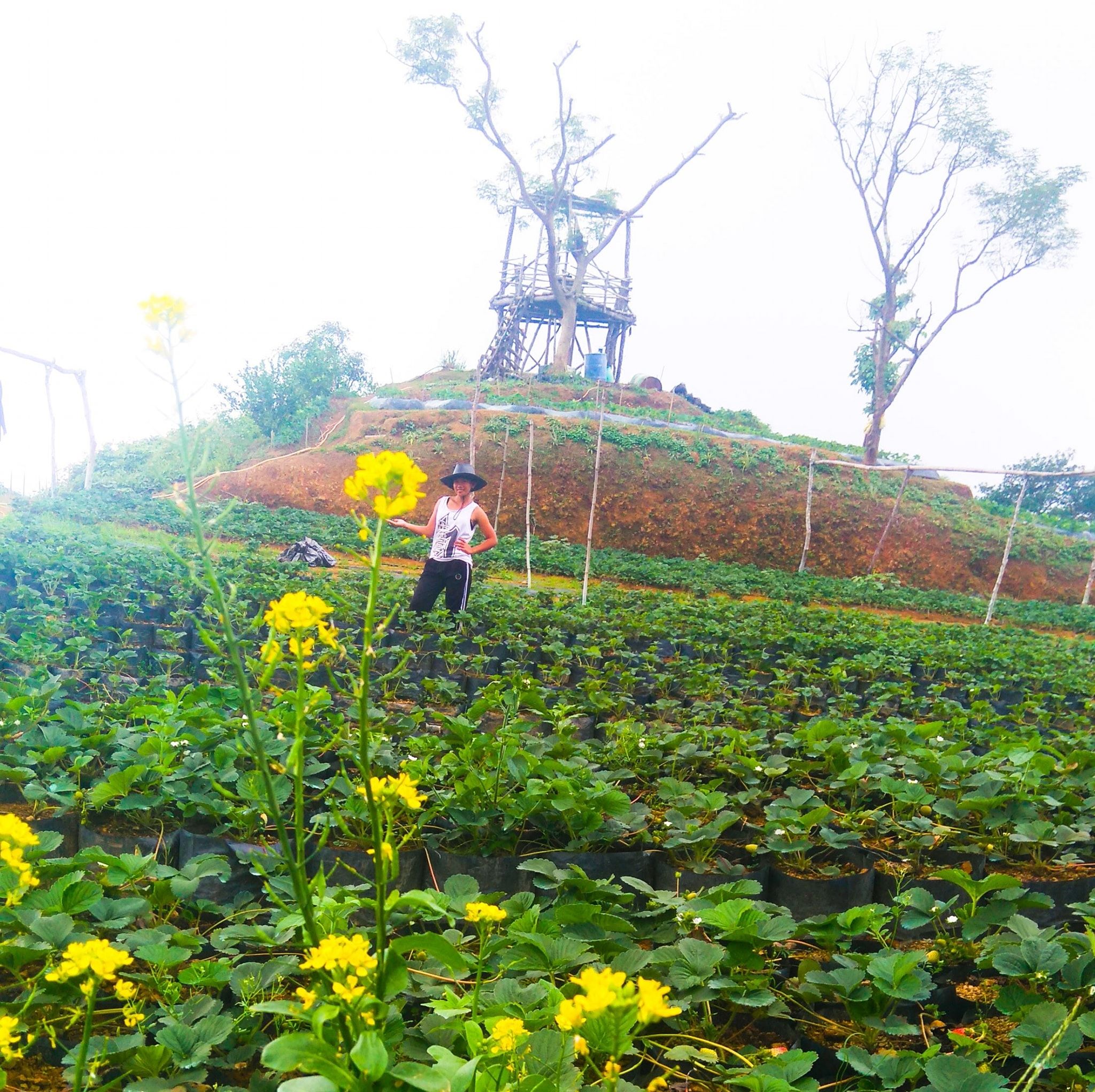 Kz's Strawberry Farm