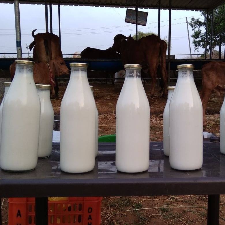Shri Shamaliya A2 Milk Dairy Farming