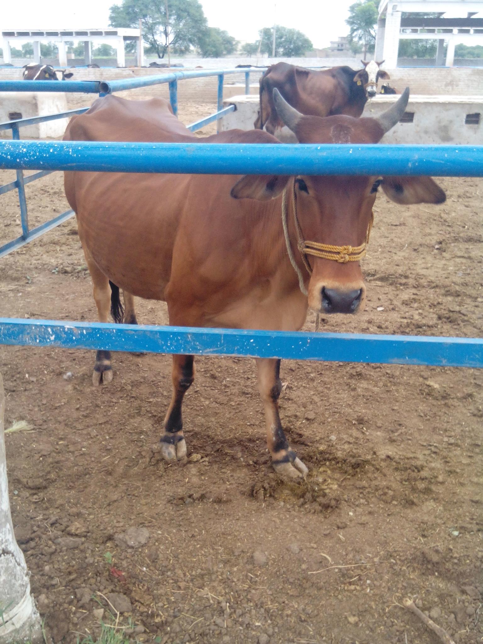 Mohi-ud-din Livestock And Agriculture Farm | Kharian