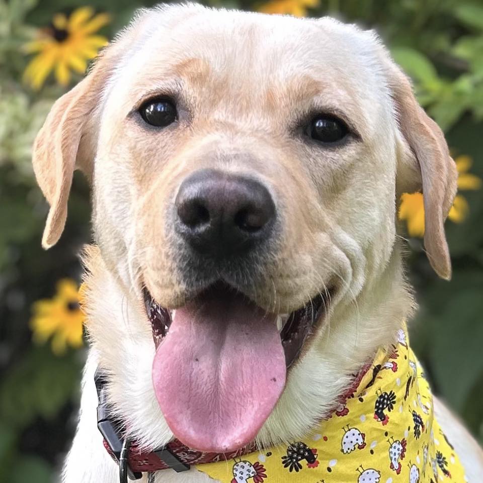 LABRADOR LOVERS | Help … my lab had a uti/ prostrate infection and was ...