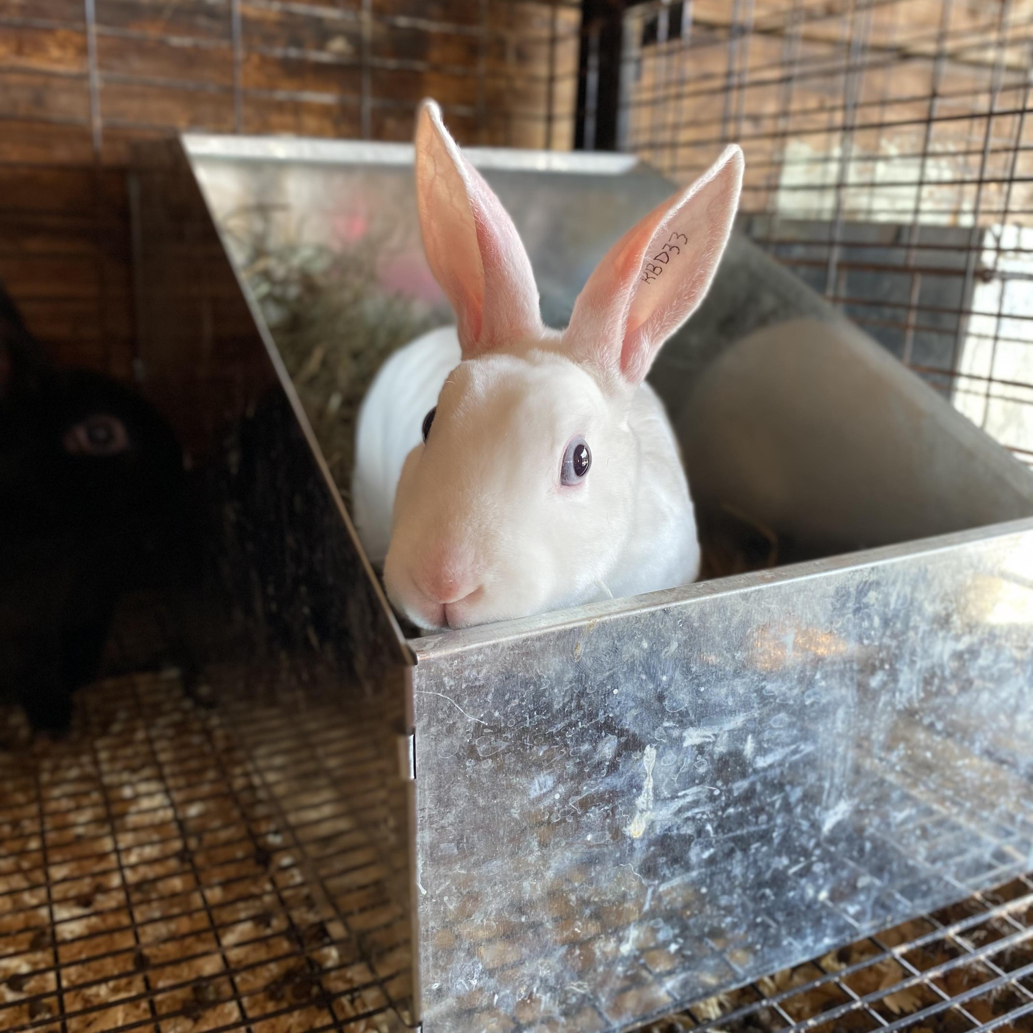Rabbits for sale of free in upper vermont | Facebook