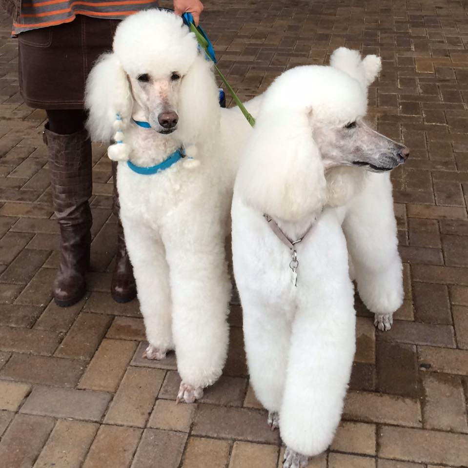 Blue Ribbon Pet Salon Virginia Beach | Virginia Beach VA