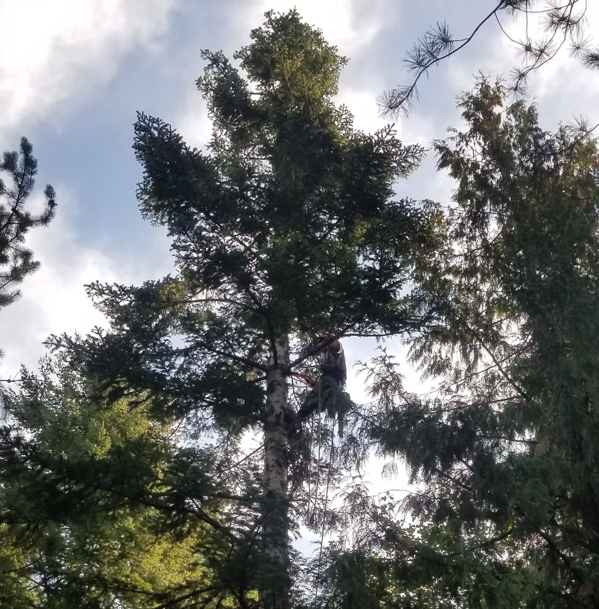 Matt's Professional Tree Service | Coeur d'Alene ID