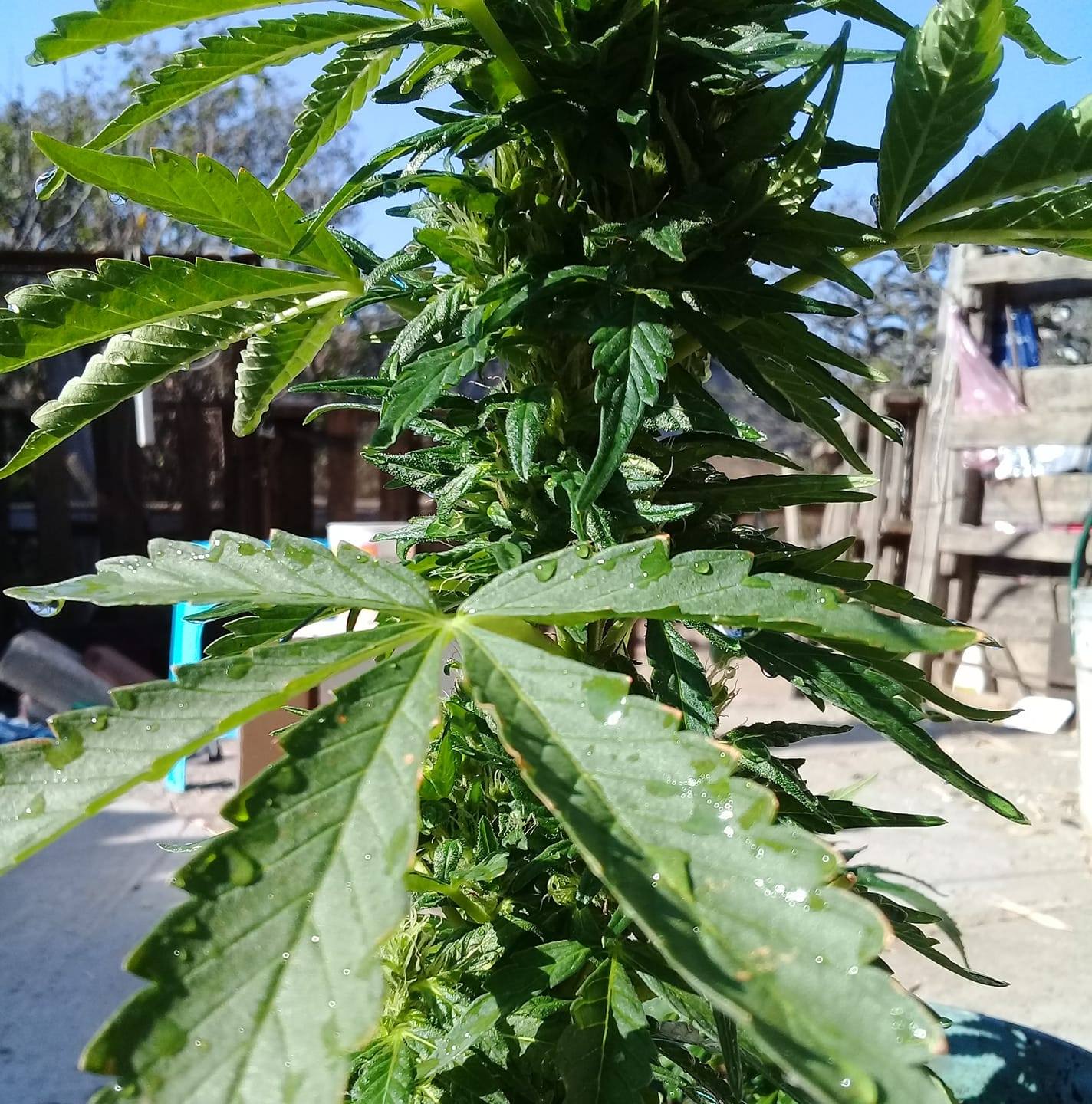 Mayork Weed