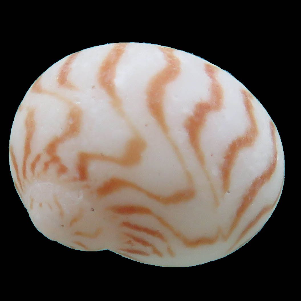 siamensis.org | Murex complex in Thailand waters (9 species); | Facebook