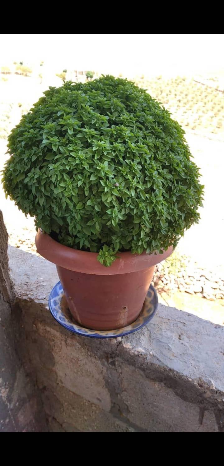 ام رور