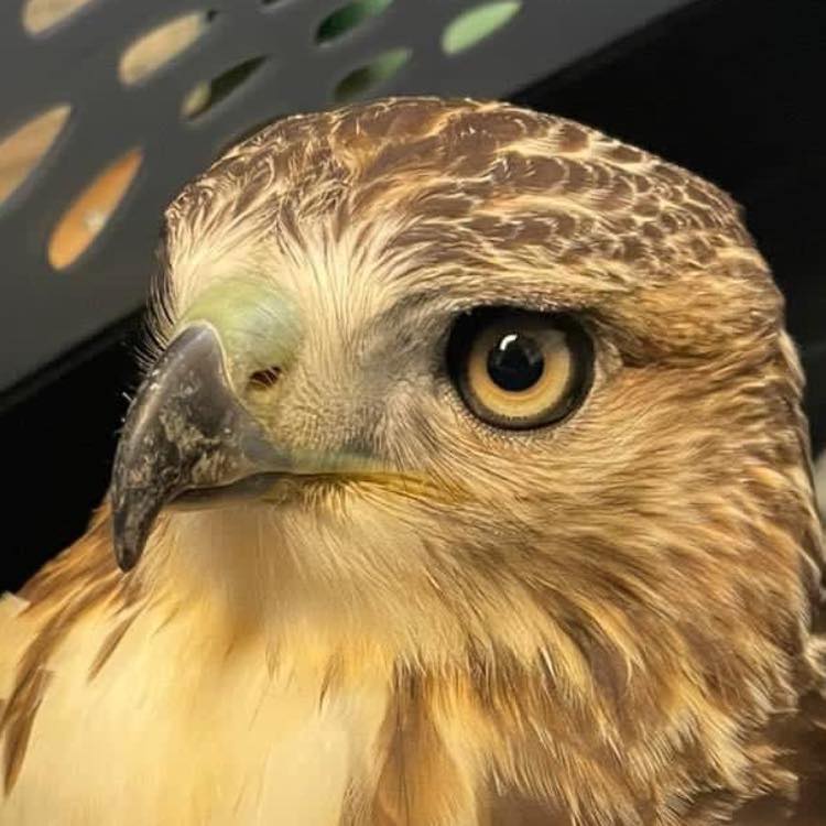 Indiana Raptor Center | Nashville IN