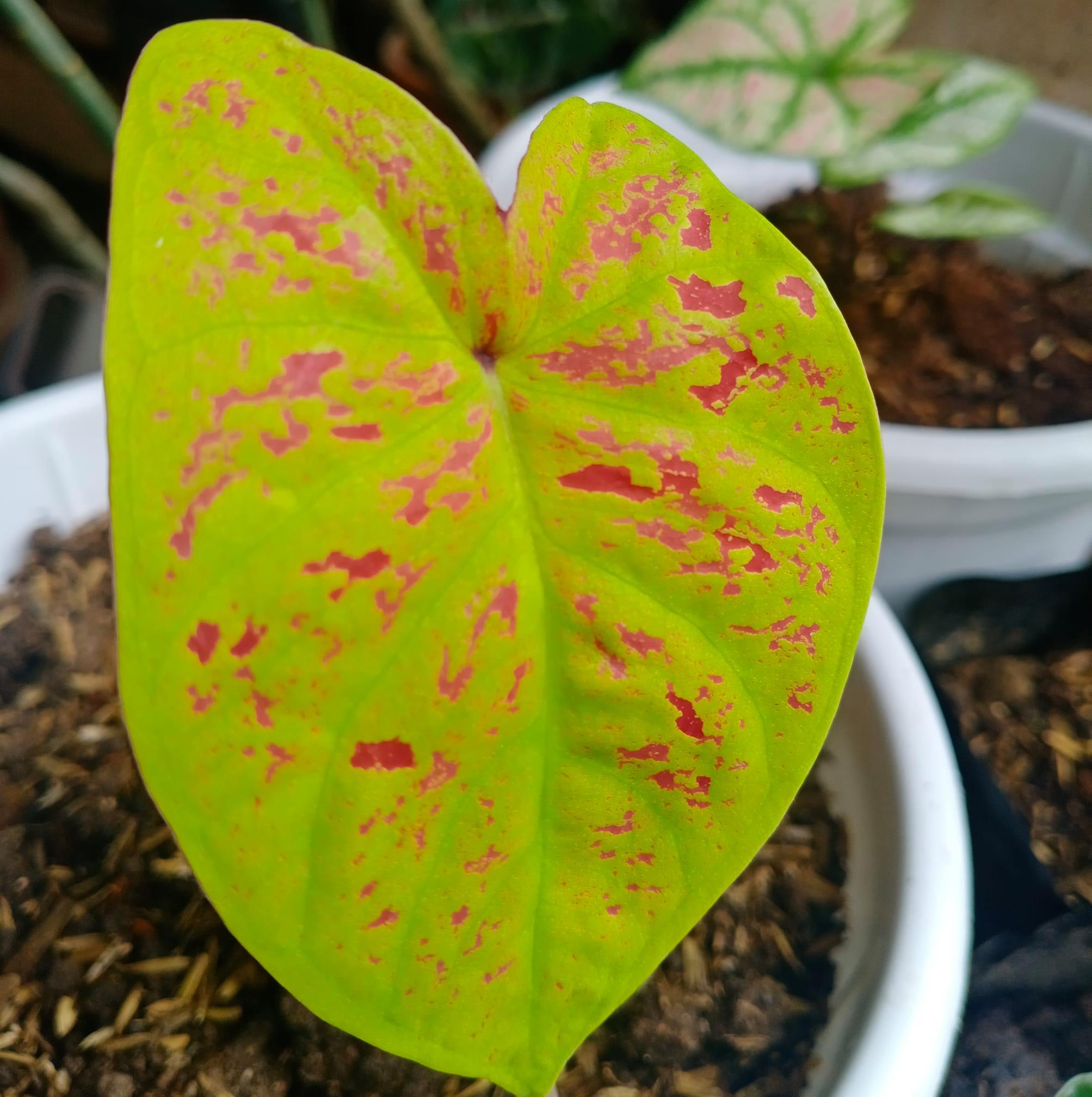 🌿🌿🌿 Giant Golden Pothos 🌿🌿🌿 👉 Details... - Minette's Garden | Facebook