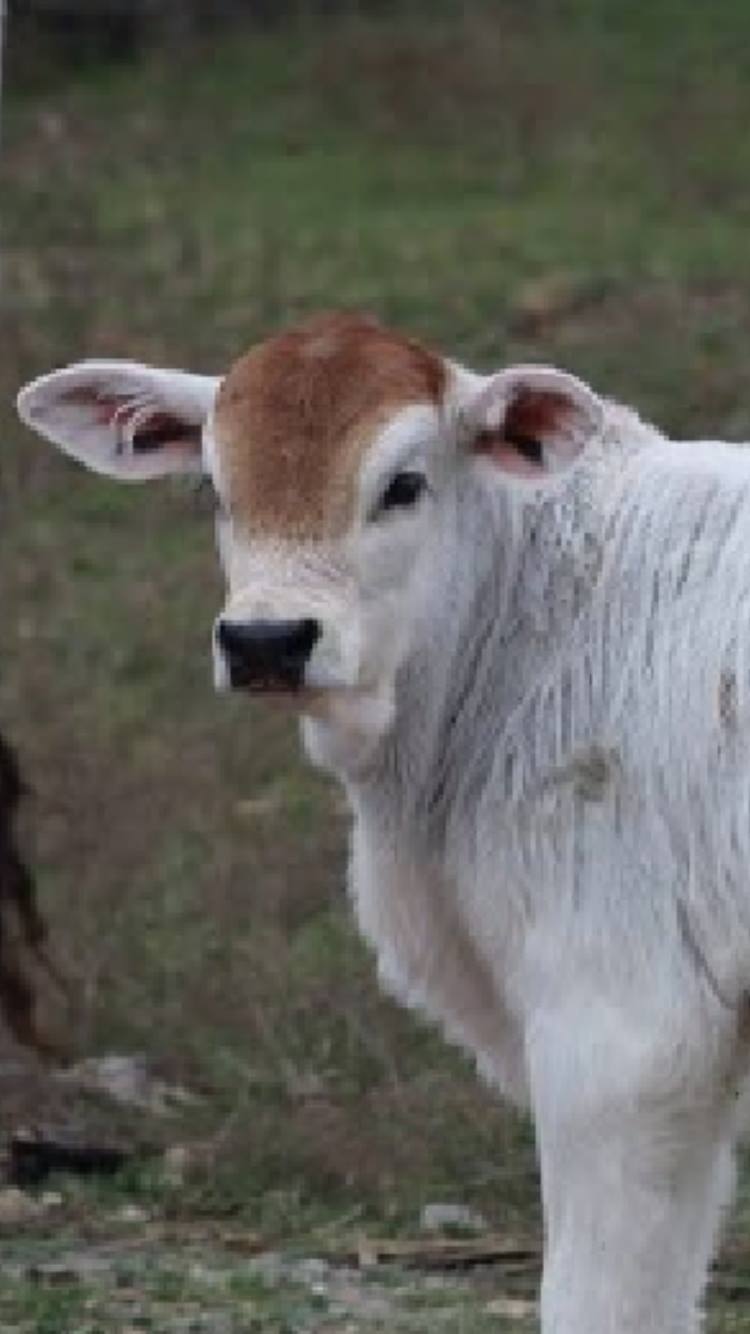 Texas Select Genetics | Albany TX