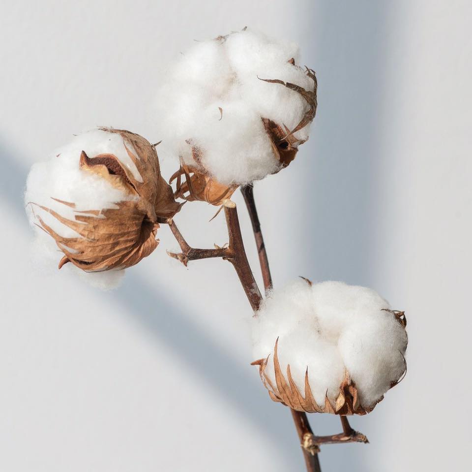 cotton