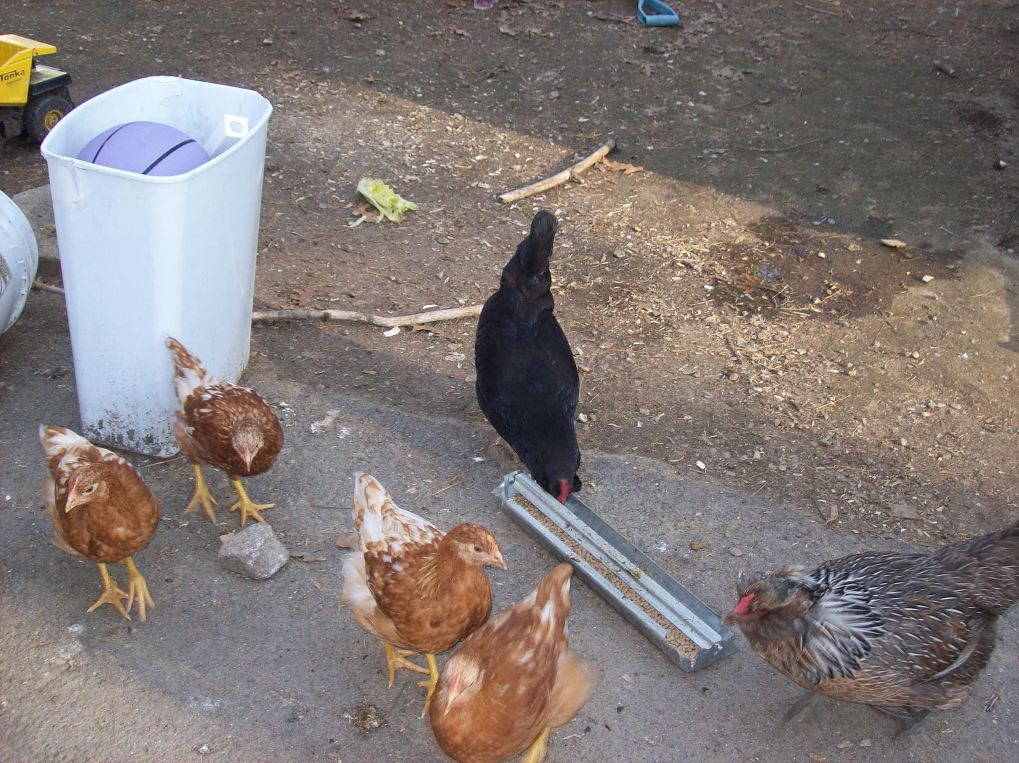 Poultry Princess