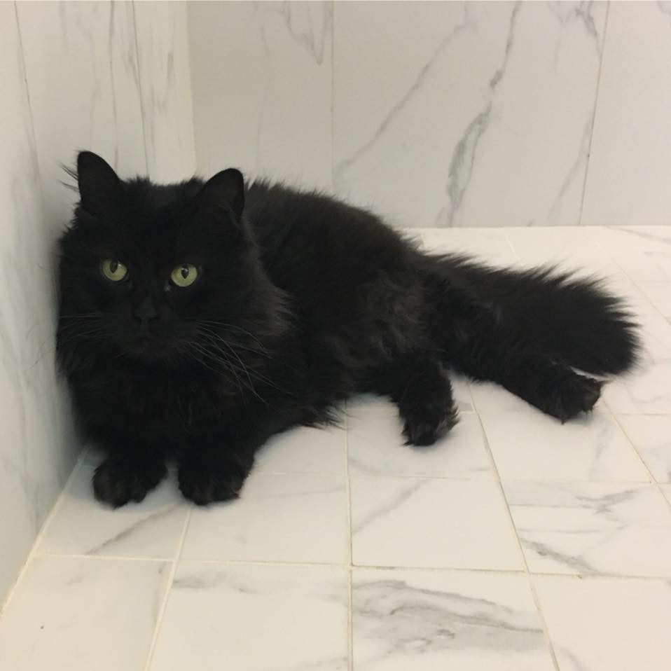 Macy the Cat