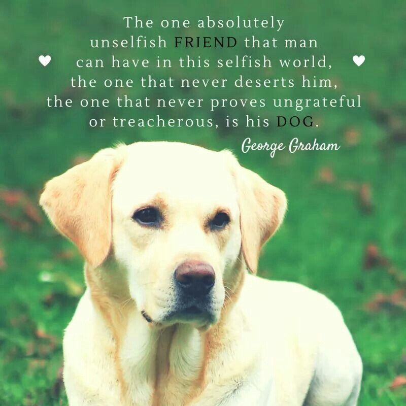Orlando Florida Labrador Rescue