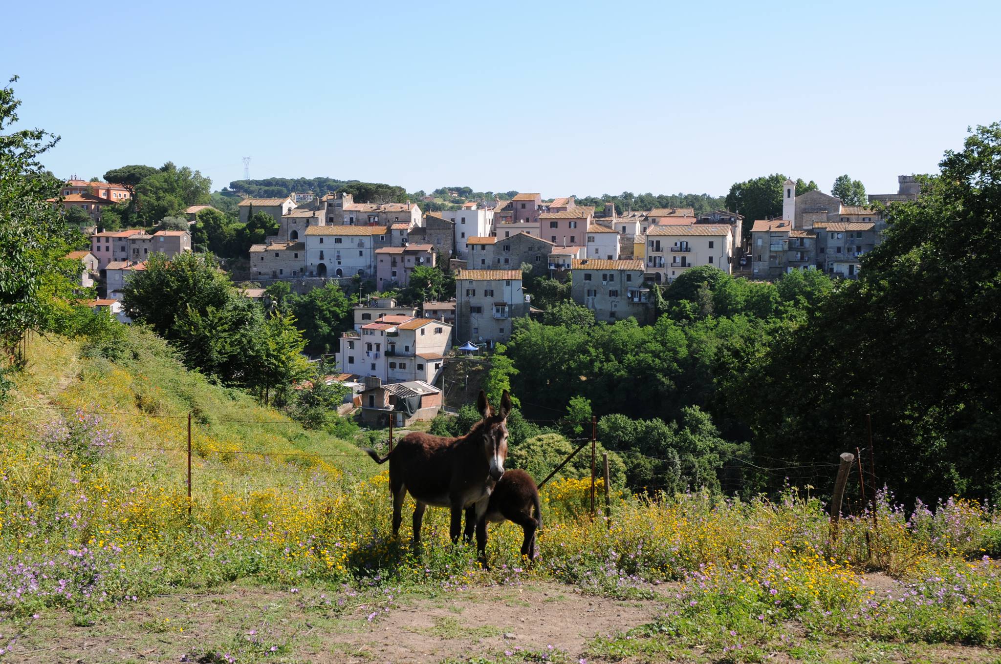 Comitato di Quartiere di Cesano di Roma - Insieme per Cesano