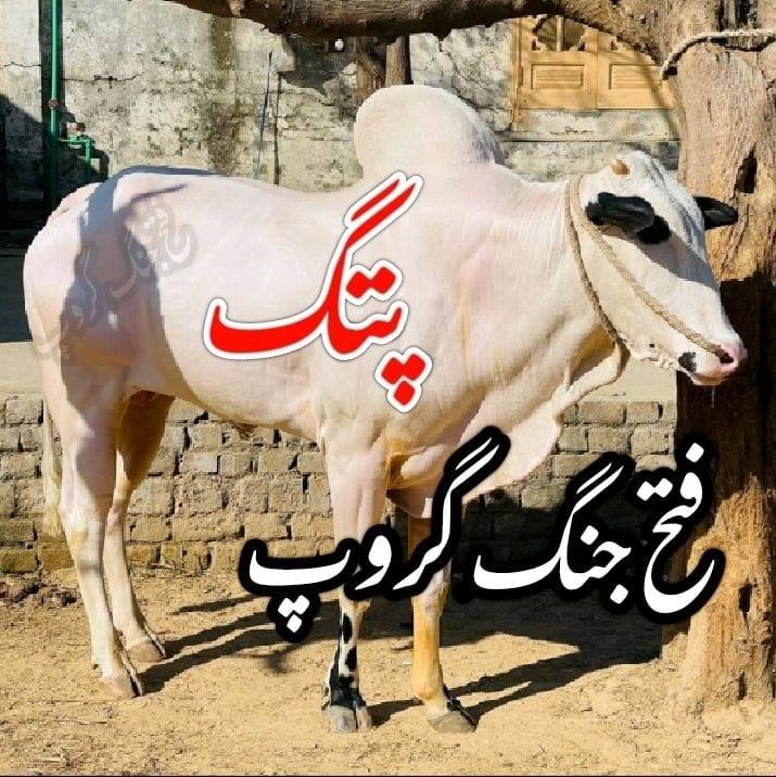 جیو فتح جنگ گروپ جیو