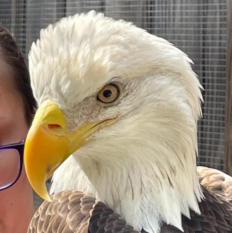 Wild Raptor Sanctuary | Clearwater FL