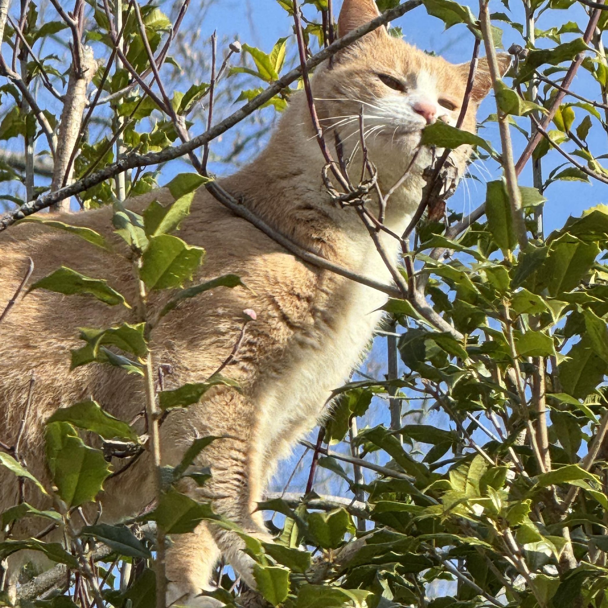 Wally Top of GA Cat