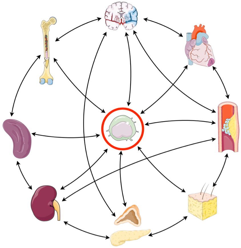 Systemic inflammatory networks in ischemic heart disease