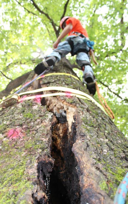 Atlanta Tree Removal Experts | Atlanta GA