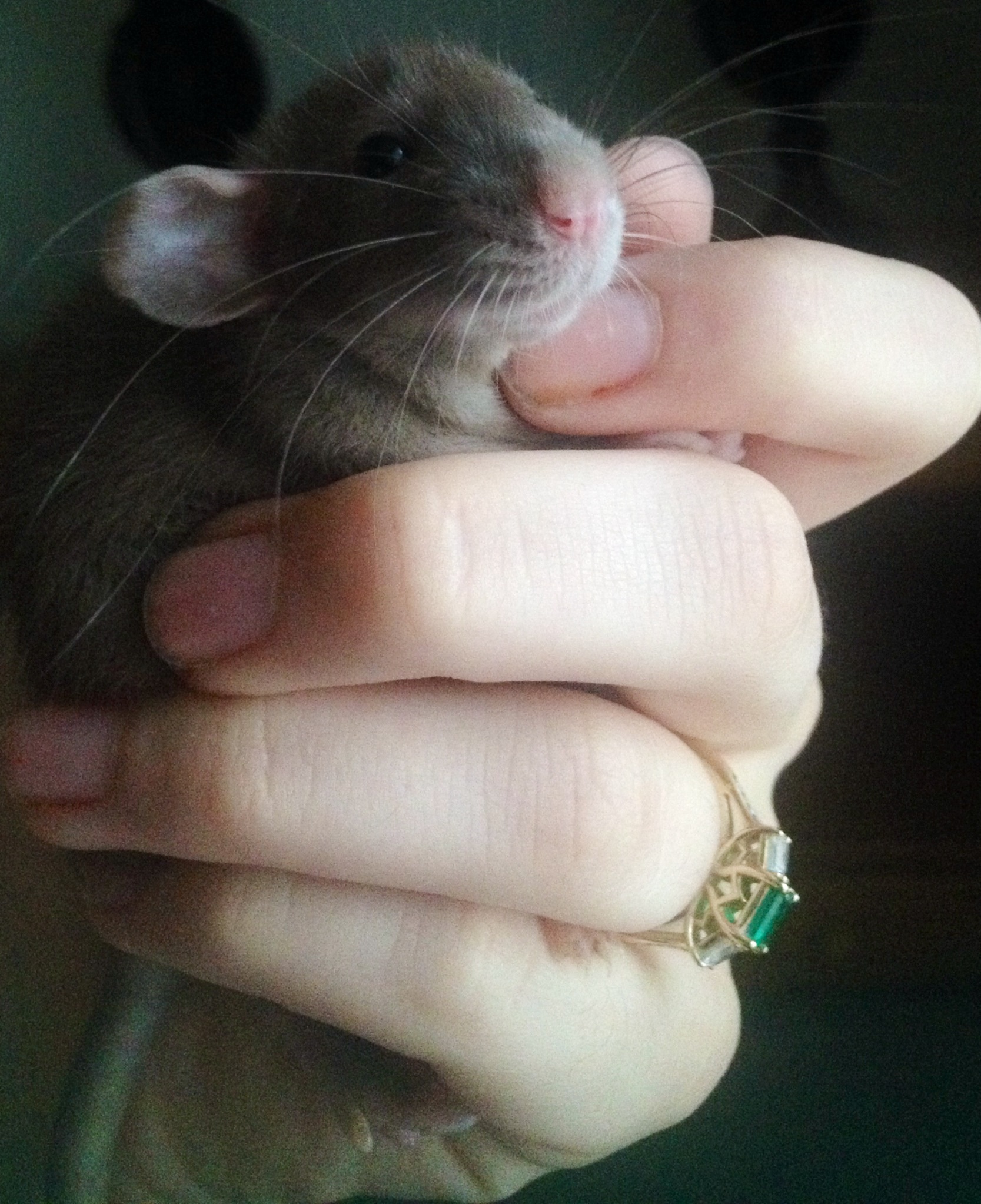 Rainforest Rattery | Ocala FL