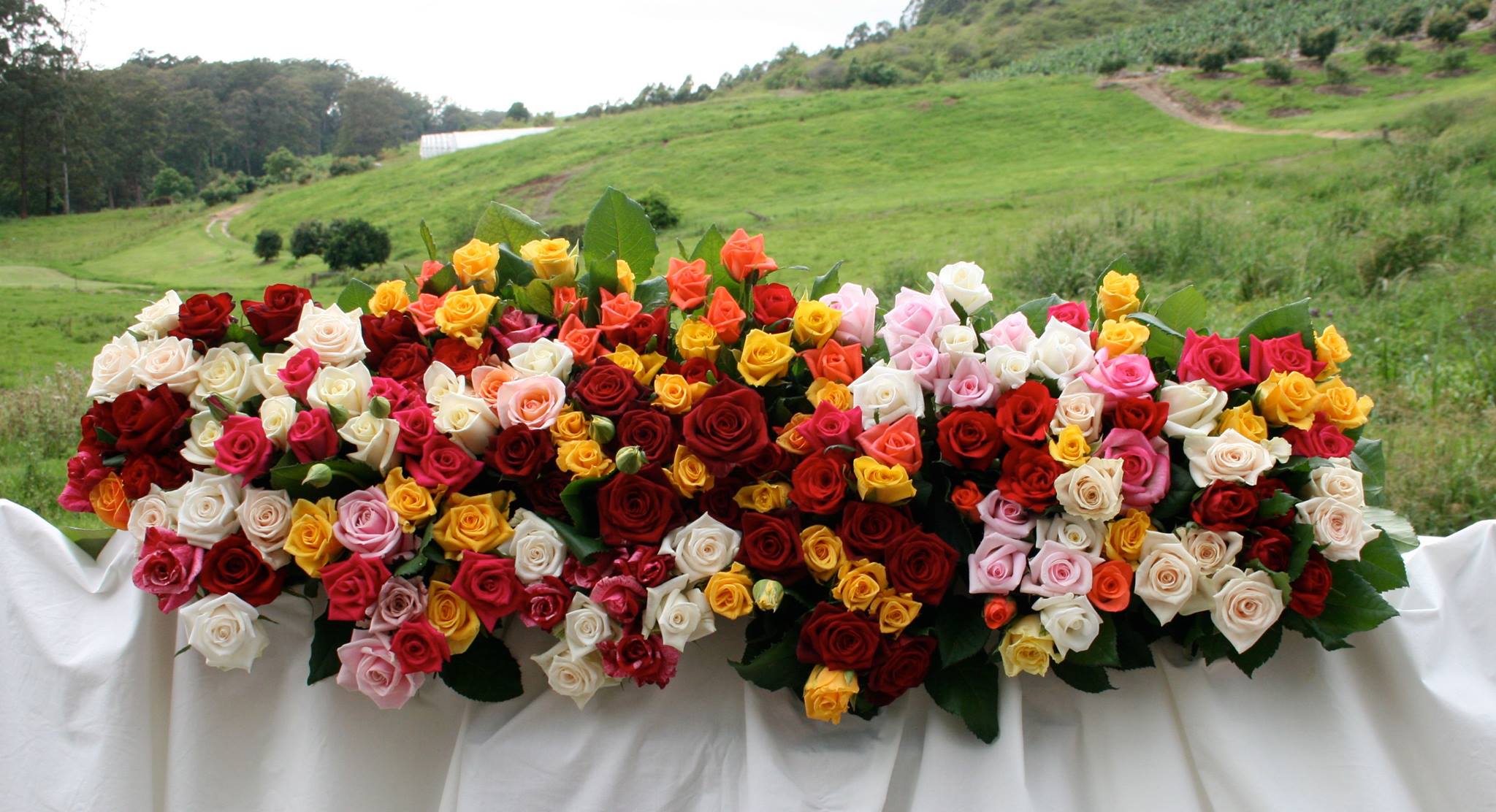 Hilliar Roses | North Boambee Valley NSW