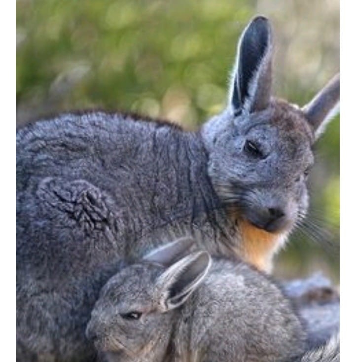 Rabbit farm Pakistan