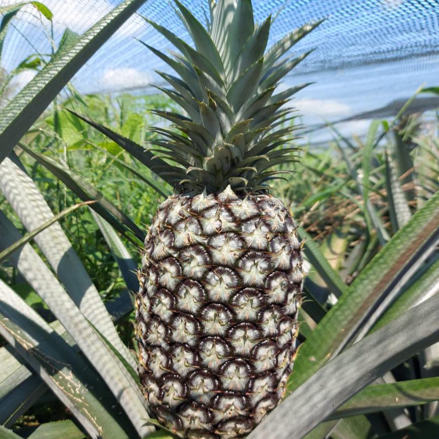 Piña Mexicana