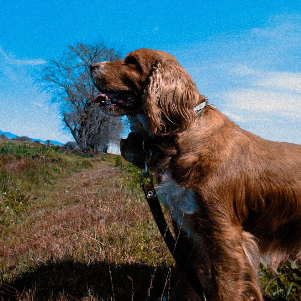 Charlie El Cocker
