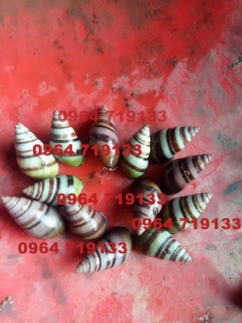 Thu mua ốc rừng, ốc lá, ôc cây