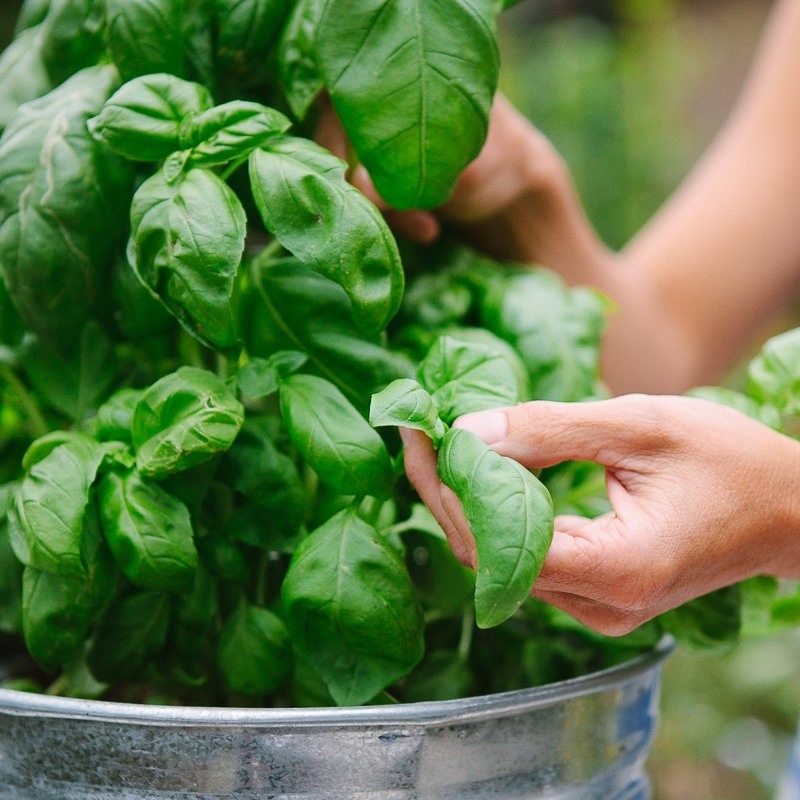 גידלתי בבית GrowPro Greens | Pardes Hanah