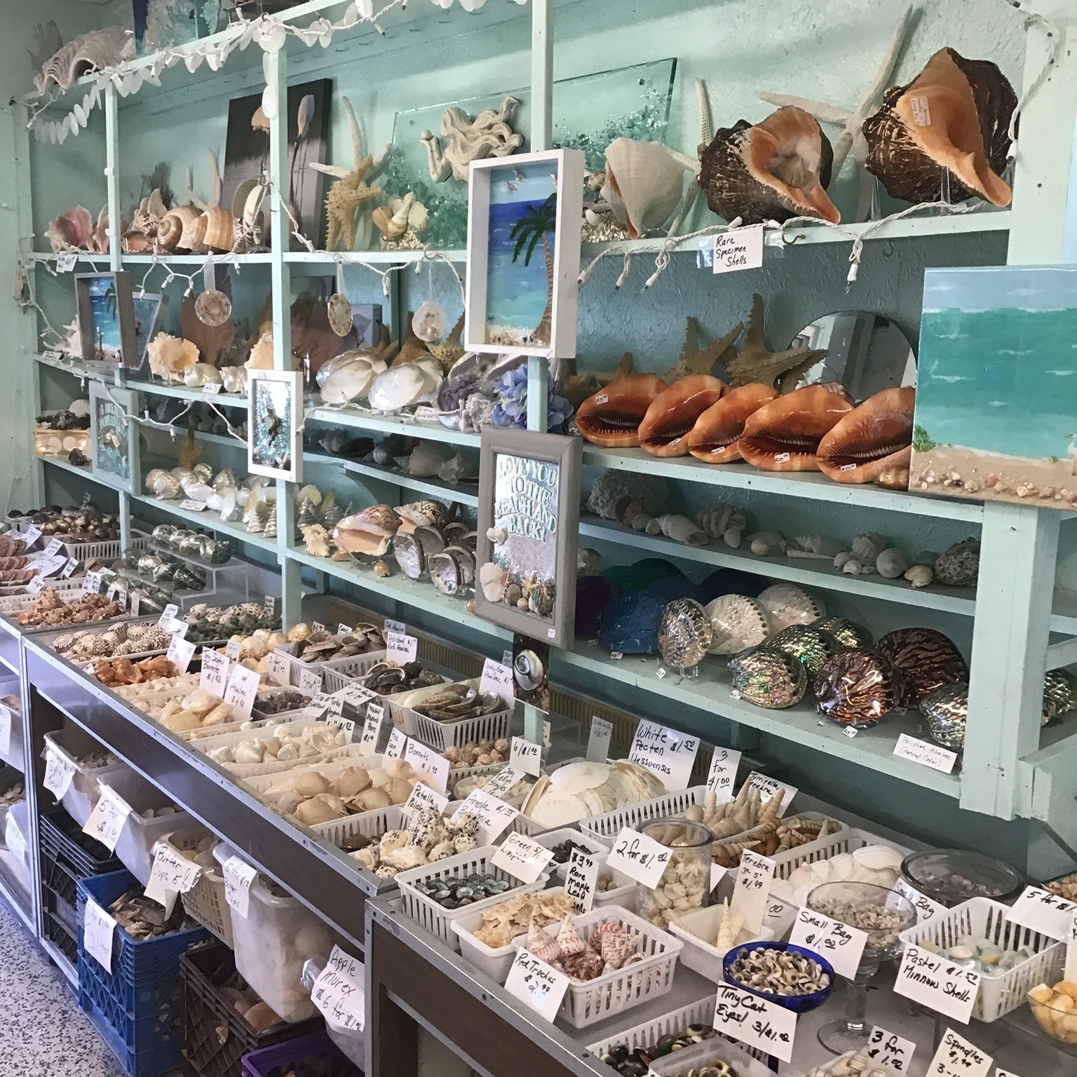 Sheryl’s Shell Shop Auction | Englewood FL