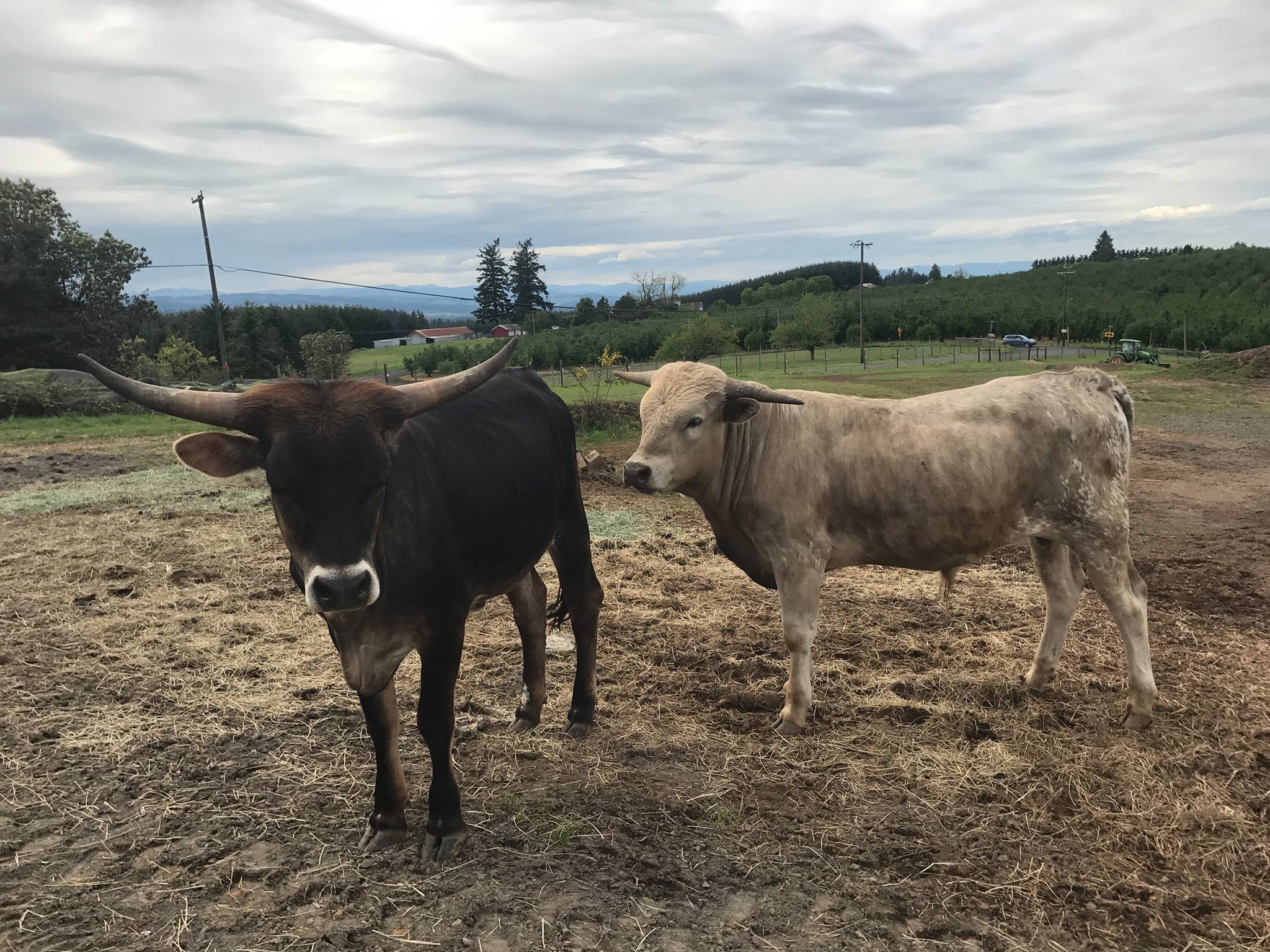 Edy Ridge Ranch -Legendary Texas Longhorns