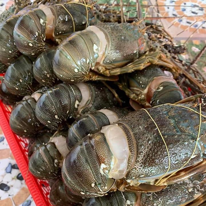 Tôm Hùm Gía Rẻ CamRanh | Cam Ranh Port