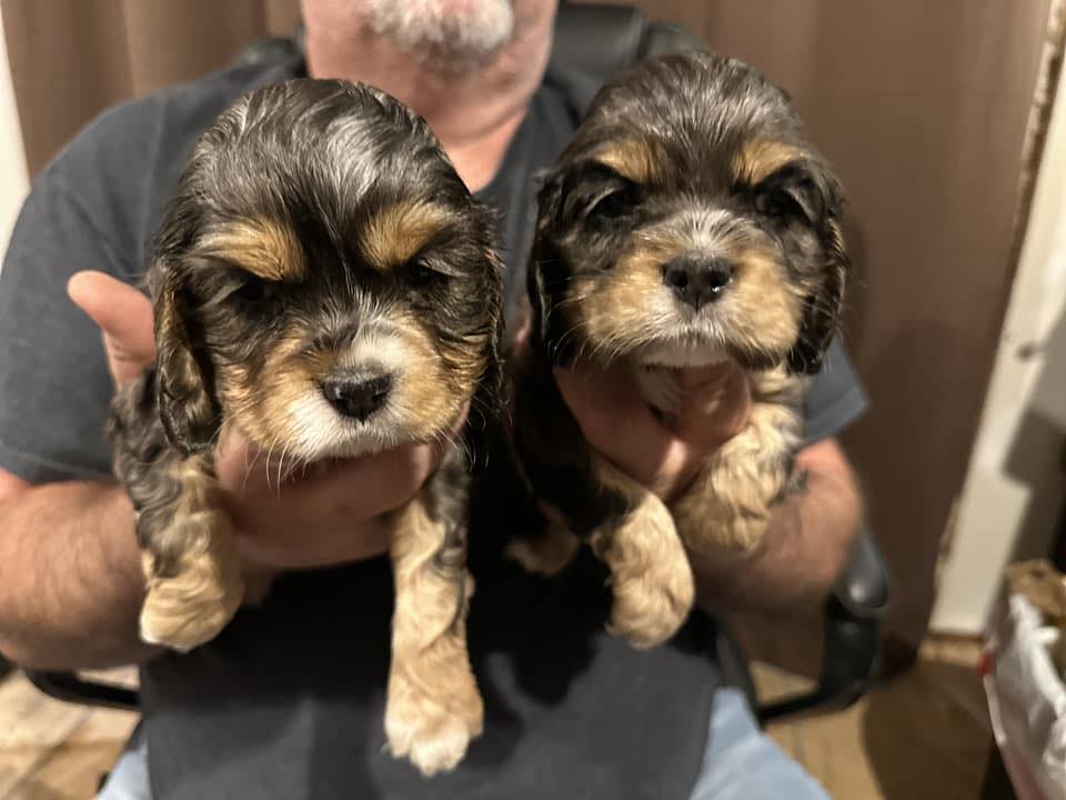 BeeCreek Cocker Spaniels | Corbin KY