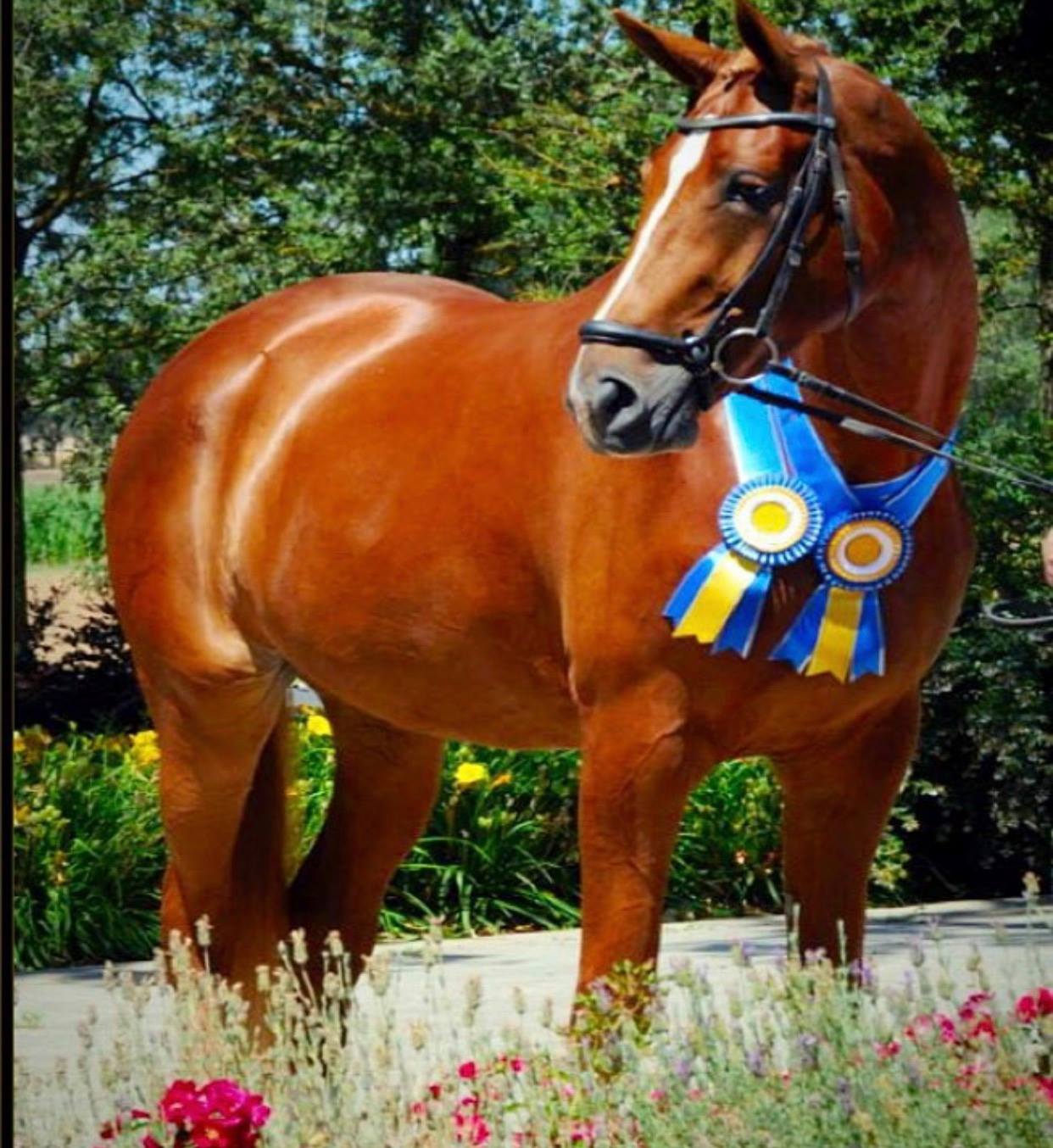 Flying 5B Sporthorses | Iredell TX