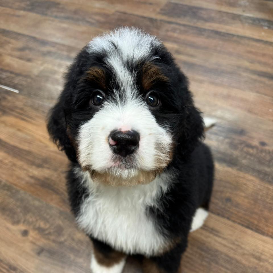 Image showcasing Northern Vermont Pet... - Northern Vermont Pet Grooming
