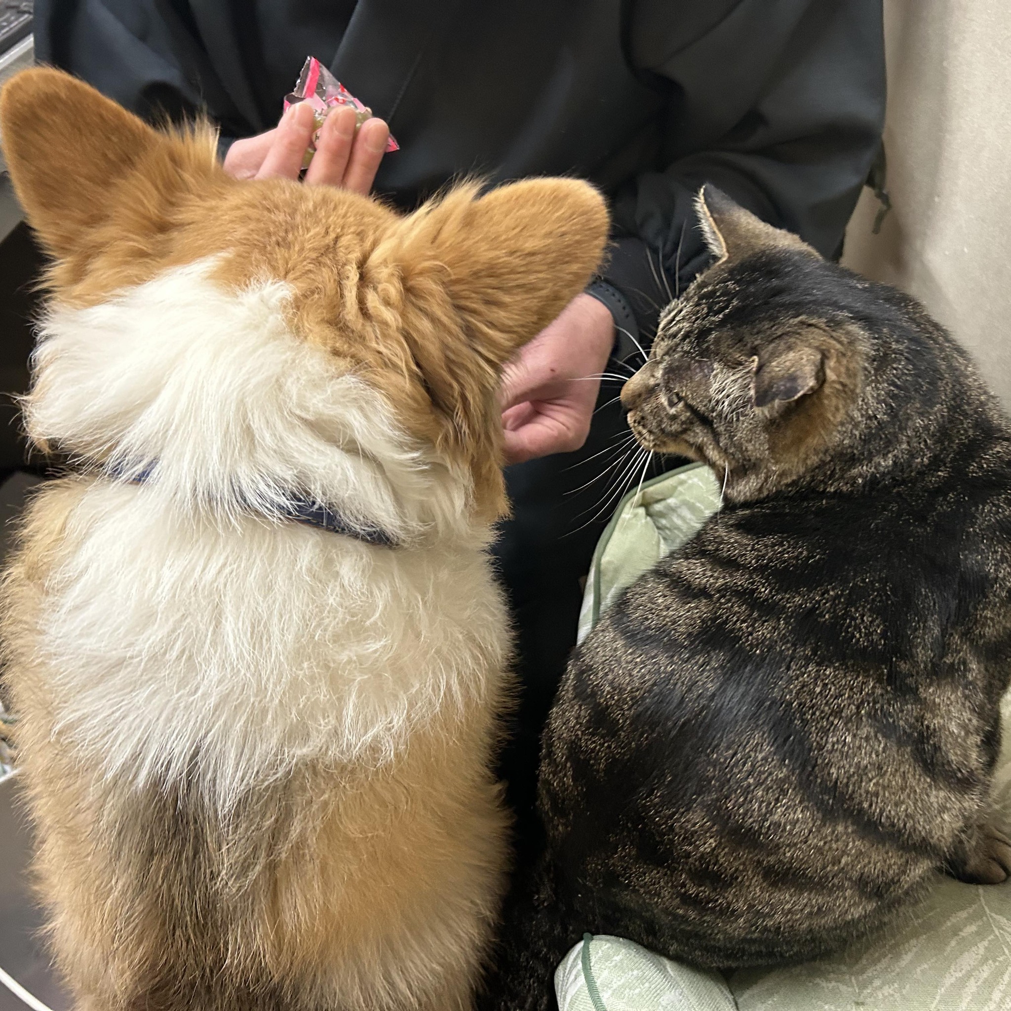 2代目看板犬コウと居候猫ミャーのお仕事