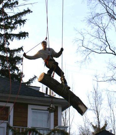 Arelica Tree Service | Royal Oak MI