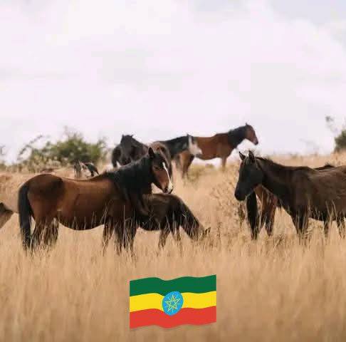 Alemu Melese | Facebook