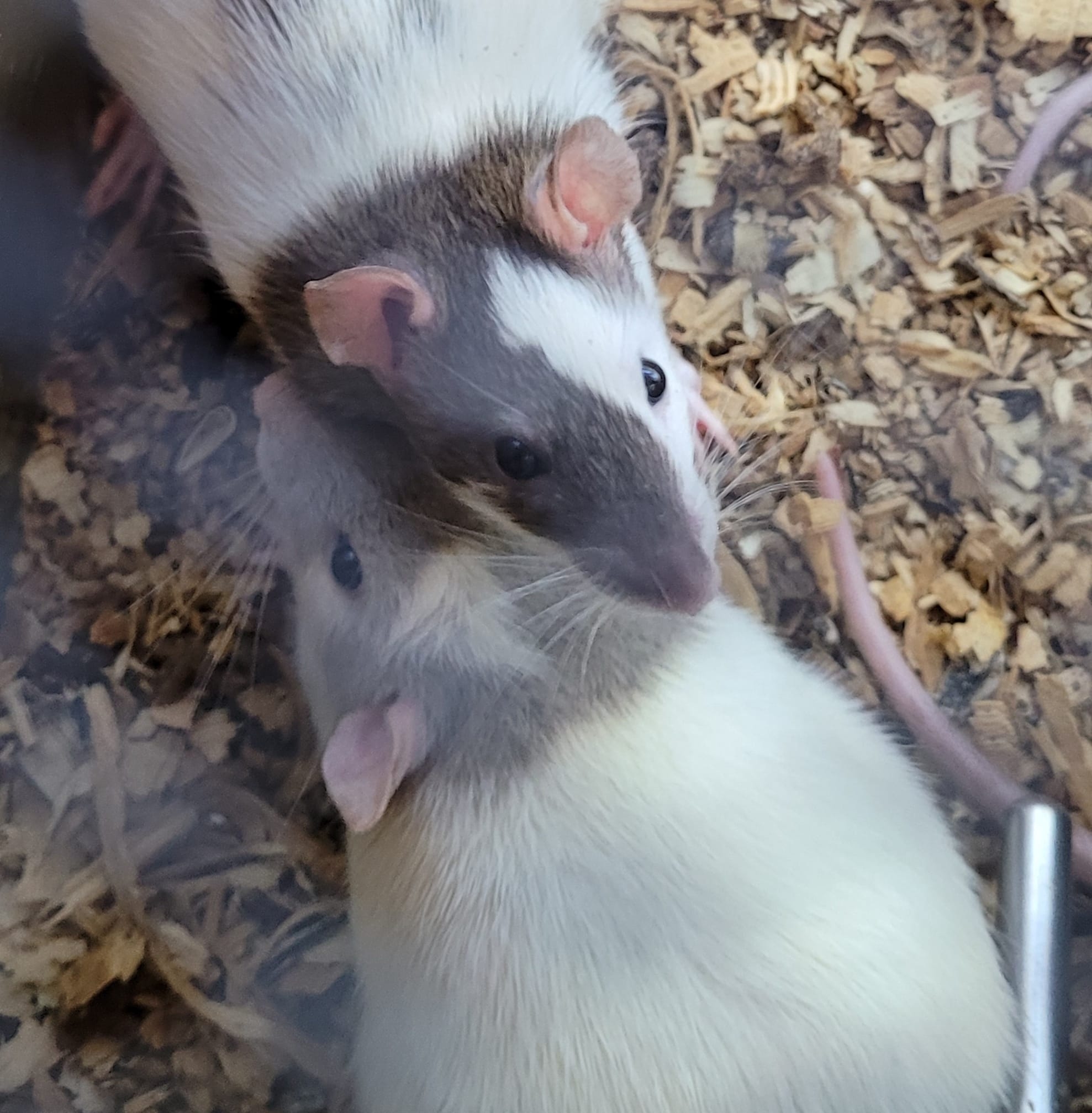 Wispy Whiskers Rattery | Key West FL