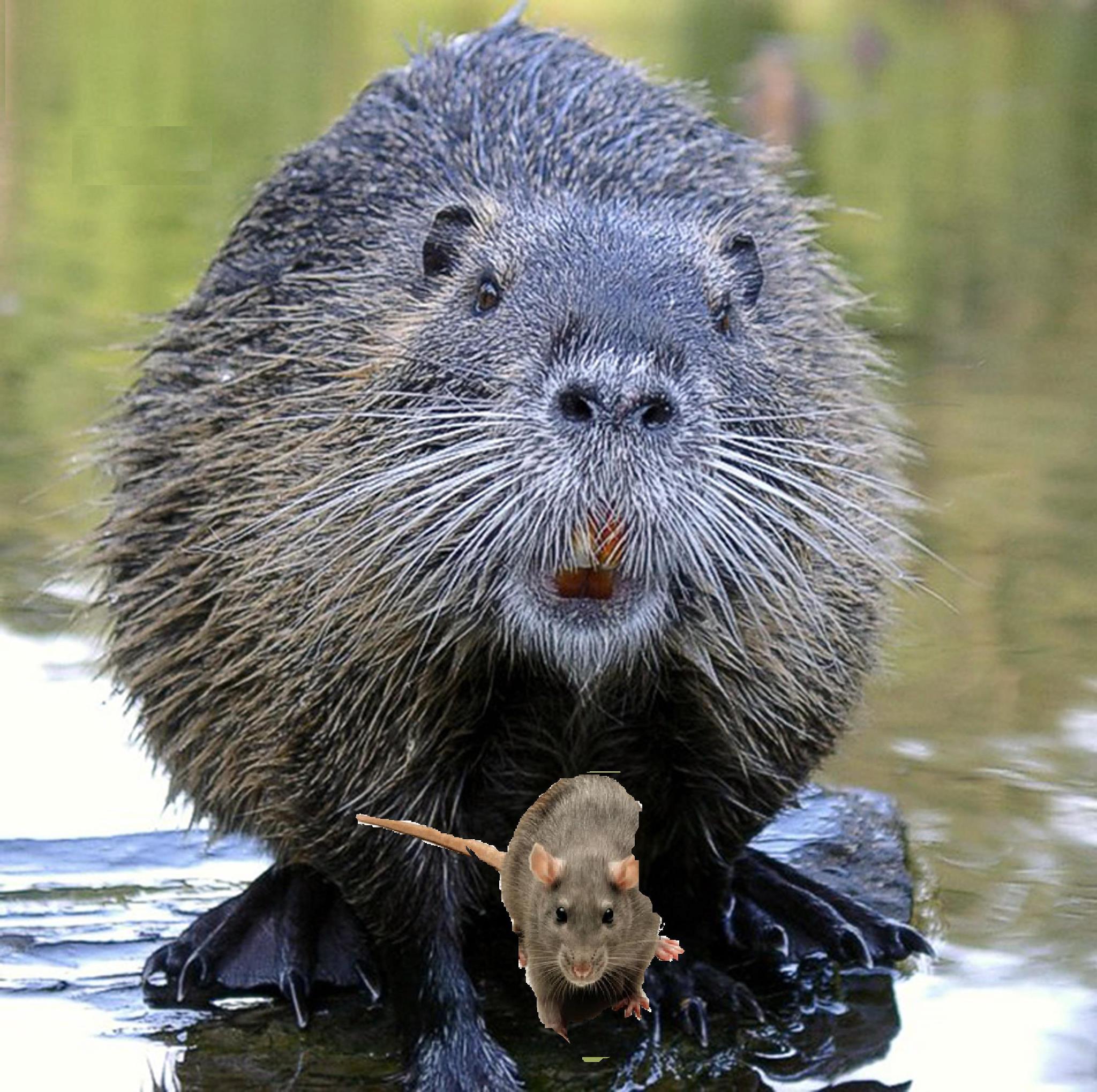 Get your Rat out, Get your Rat out, Sweating Like A Beaver