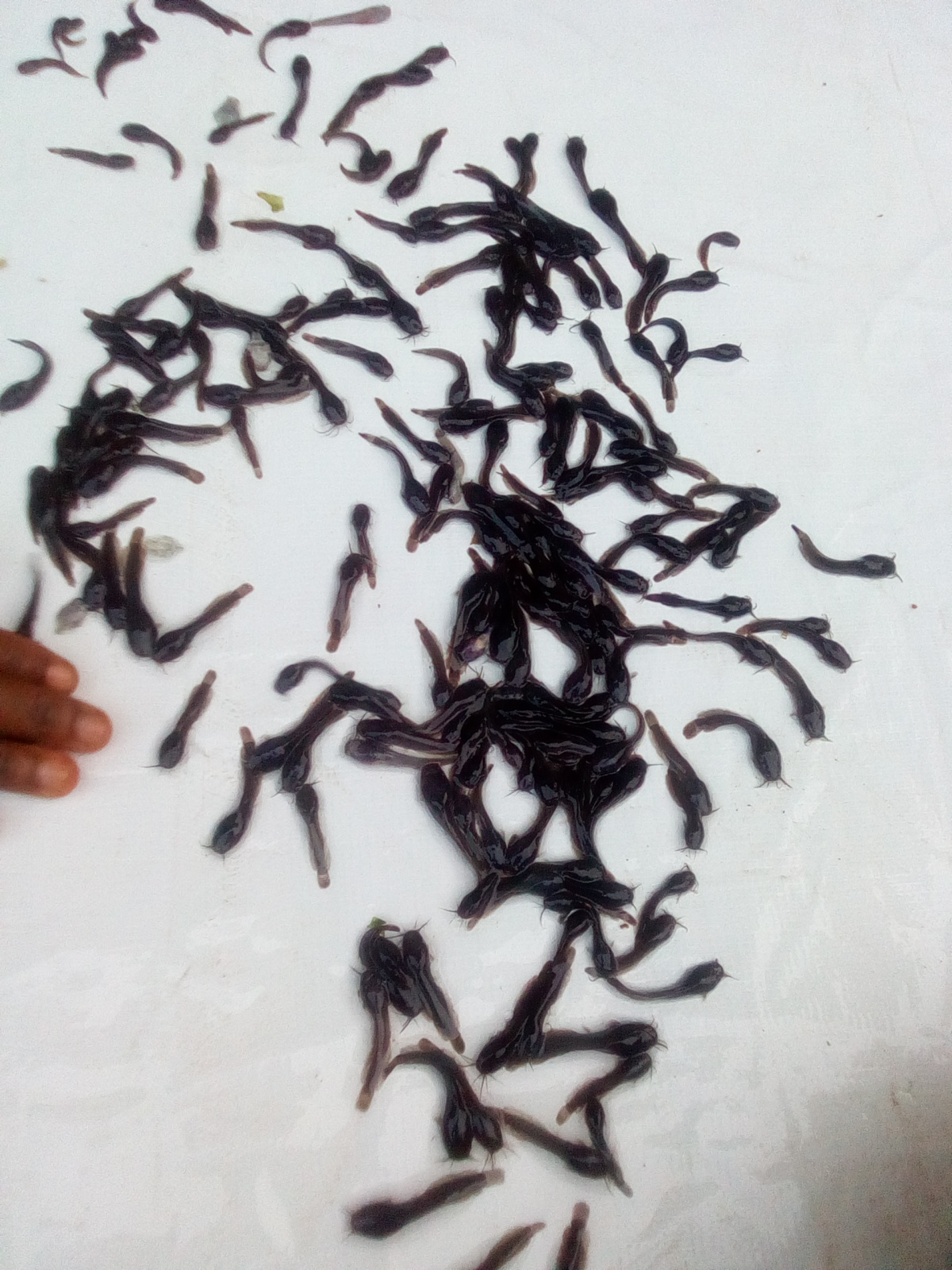 Anis Fish Hatchery