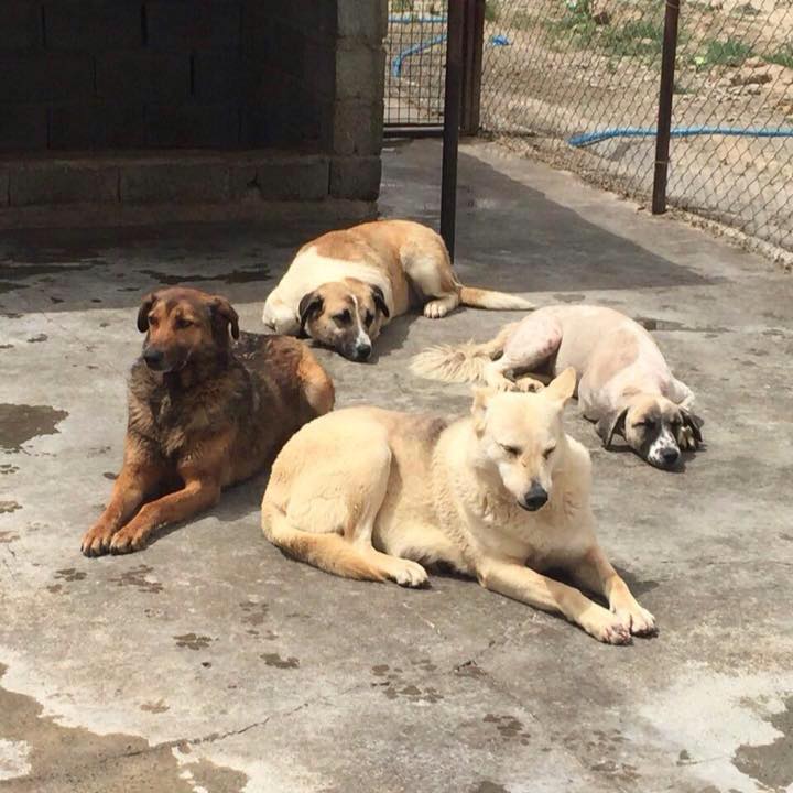 کمپین حمایت از نگهداری سگ در ایران dog support in iran