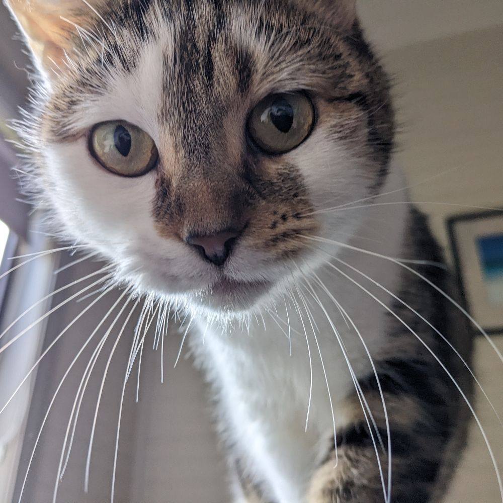 The Cat Shack / NEAST Cats Videos - Cute pic of Bandit to test the ...
