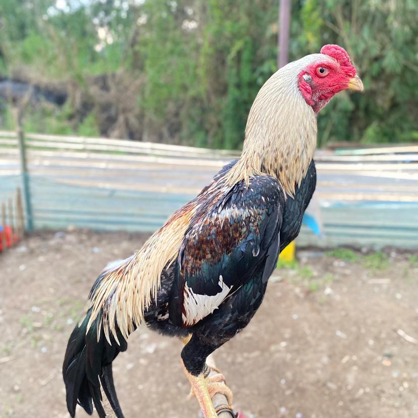 AL Gameyard