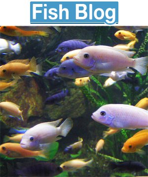 Fish-Blog.co.uk