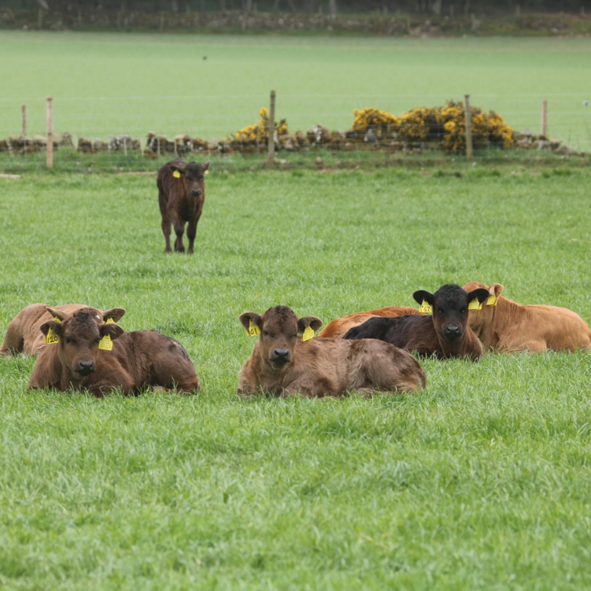 Successful scanning today.... - Mill Of Inverarity Farm | Facebook