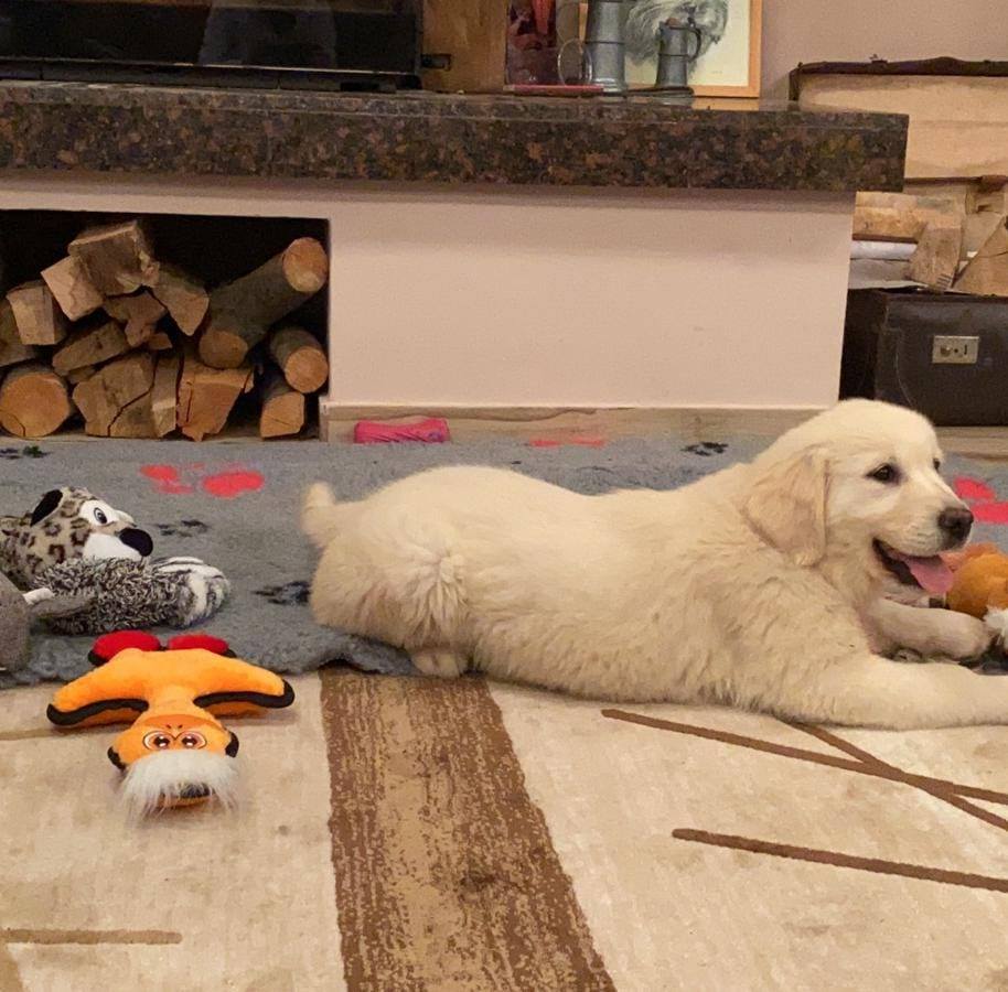 Labrador Retriever breeders New York NY