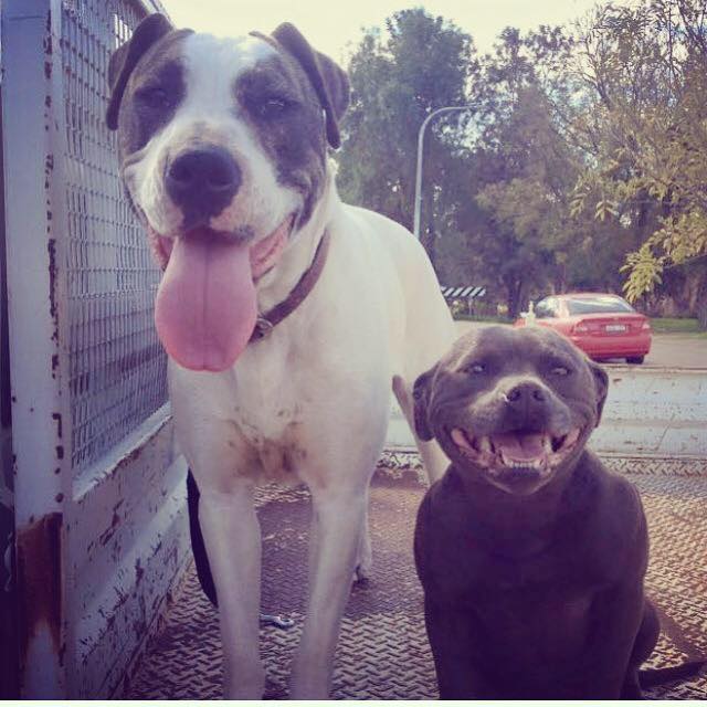 Day in the life Ruby & Ripley
